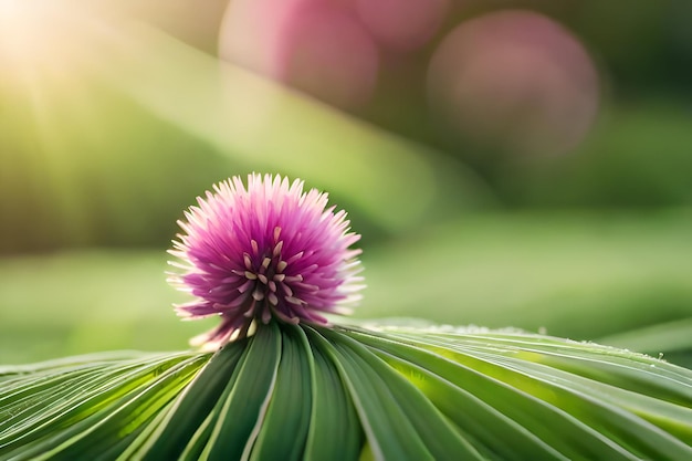 une fleur pourpre avec le mot " sauvage " en arrière-plan.