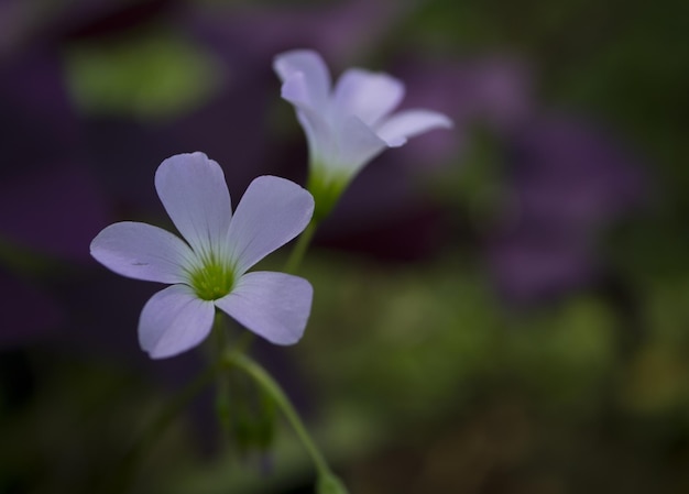 Fleur pourpre Oxalis triangularis Oxalis triangularis