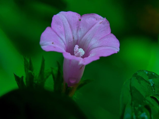 La fleur pourpre de la plante Ipomoea Triloba