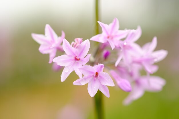 Fleur pourpre de plus en plus dans le jardin et flou fond