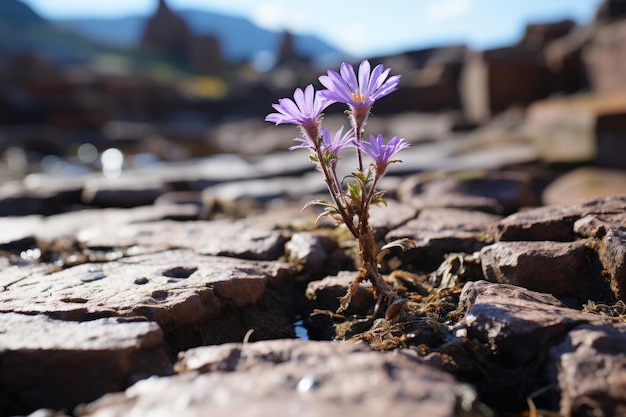 une fleur pourpre pousse au sommet des rochers dans un paysage abandonné