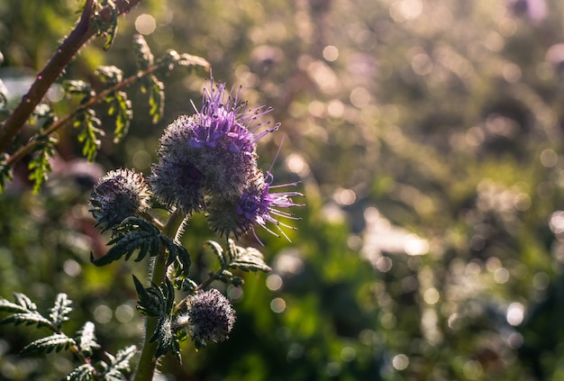 fleur pourpre qui fleurit le matin