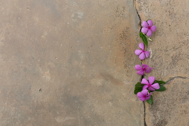 Fleur pourpre qui pousse sur le ciment fissuré