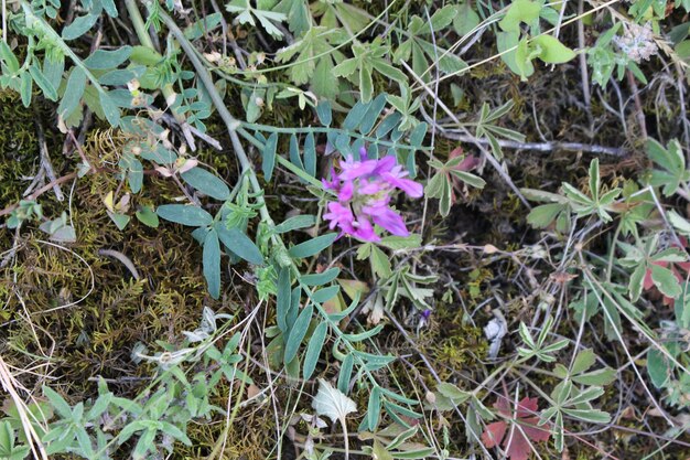 Photo une fleur pourpre qui pousse d'une plante.