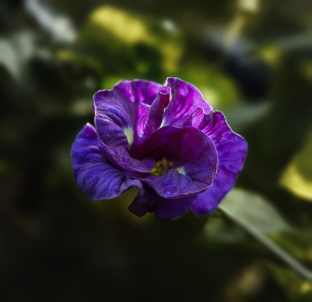 Fleur pourpre sauvage dans la forêt sombre, format discret et carré.