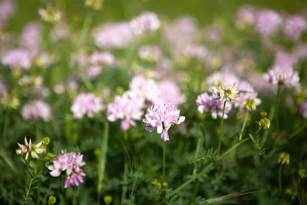 Fleur pourpre sauvage sur le terrain