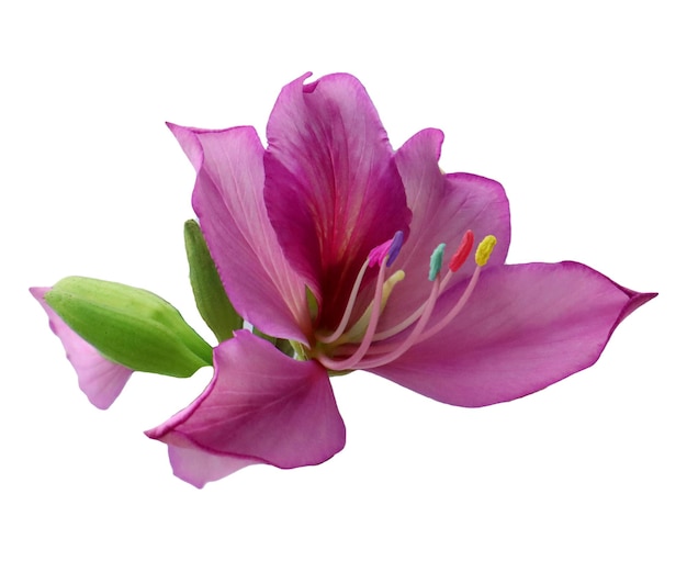Fleur pourpre violette Bauhinia variegata orchidée arbre isolé sur arc-en-ciel blanc multicolore inhabituel.
