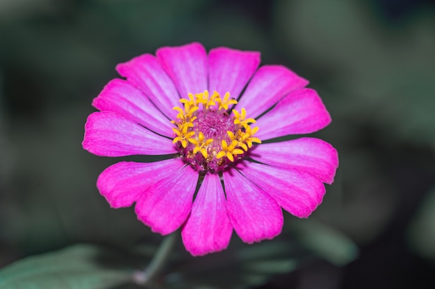 une fleur pourpre de zinnia elegans