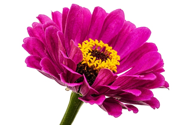 Fleur pourpre de zinnia isolé sur fond blanc