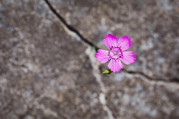 Fleur poussant sur le rocher, symbole de résilience et de renaissance