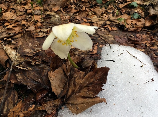 Une fleur pousse sur la neige et les feuilles sèches dans le parc Vue de dessus en gros plan