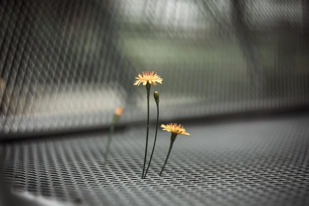 la fleur a poussé à travers le treillis