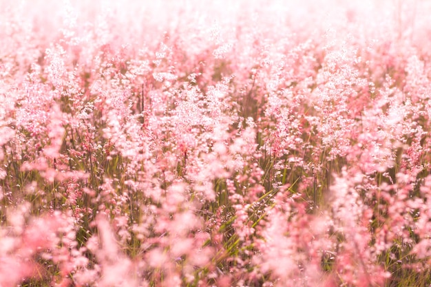 fleur de prairie rose douce en été