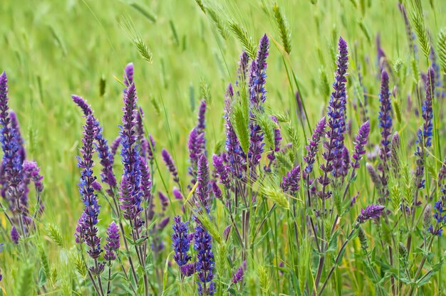 Fleur de prairie violette