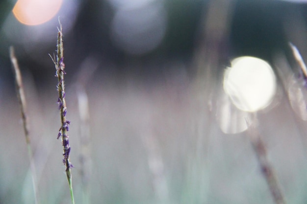 Photo fleur de prêle