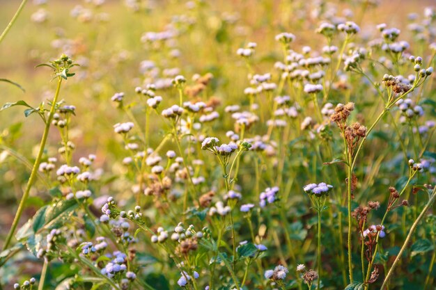 Fleur de printemps. Belle scène de nature avec floraison