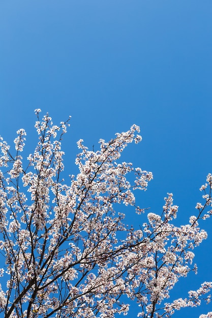 Fleur de printemps blanc sur ciel bleu