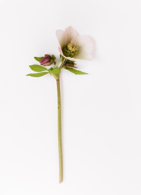 Fleur de printemps blanc fleur verte helleborus niger isolé sur fond blanc