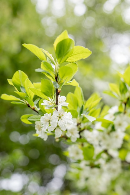 Fleur de printemps: branche d'un pommier en fleurs sur jardin