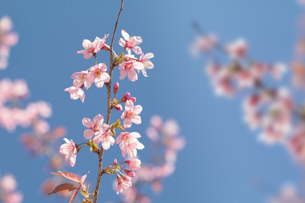 Fleur de printemps cerise Himalaya sauvage avec fond de ciel bleu