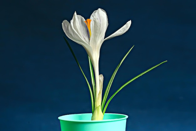 fleur de printemps de crocus blanc, fond abstrait de printemps, concept de nature