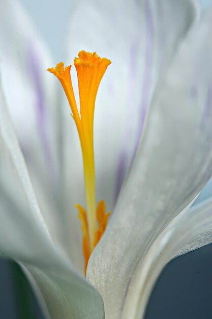 fleur de printemps de crocus blanc, fond abstrait de printemps, concept de nature