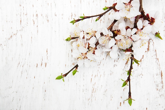 Fleur de printemps sur fond de bois