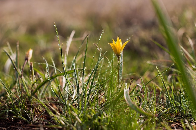 Fleur de printemps de Gagea lutea ou gros plan d'oignons d'oie Gouttes d'eau jaune StarOfBethlehem