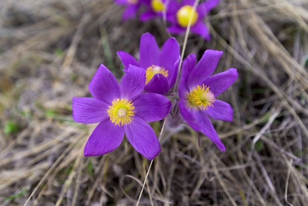 Fleur de printemps, herbe violette, gros plan