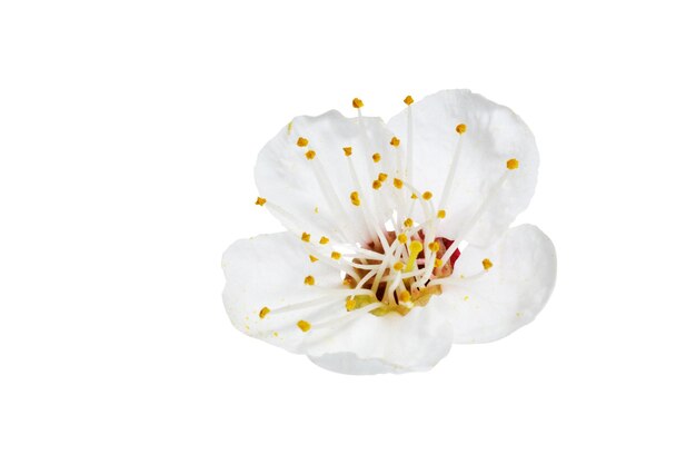 Fleur de printemps isolé sur fond blanc