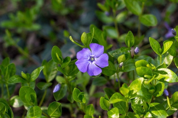 Photo fleur de printemps jeune plante bigorneau avec feuilles vertes et fleurs bleues