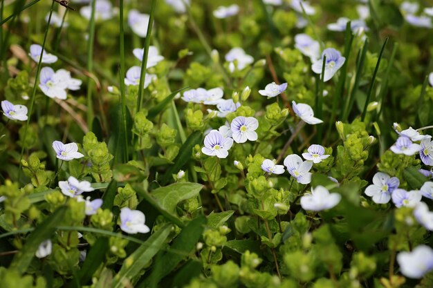 Fleur de printemps sauvage dans un champ