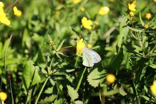 Fleur de printemps sauvage dans un champ