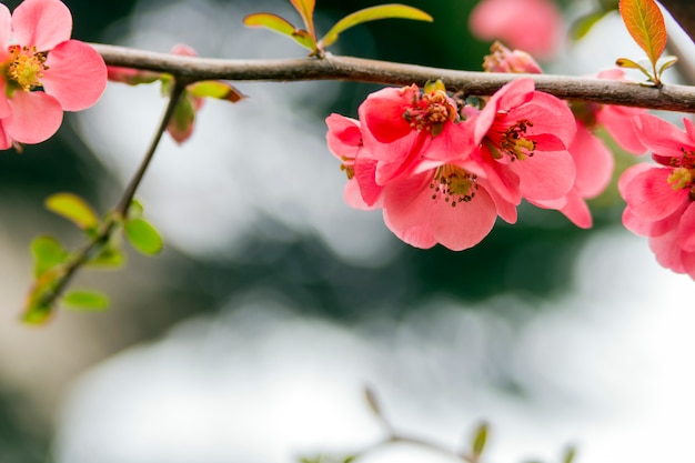 Fleur de printemps