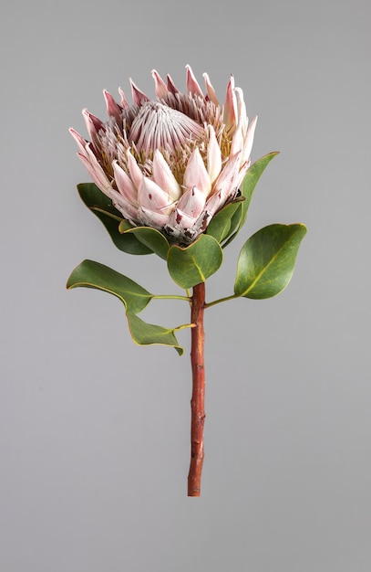 Fleur de Protea avec de grands pétales de bourgeons en fleurs sur une tige en bois épaisse avec une feuille verte