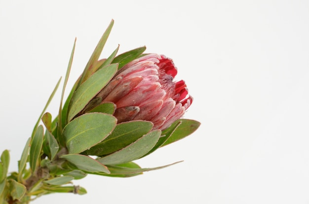 Fleur protea rouge sur un fond blanc isolé