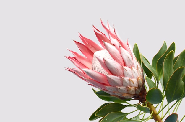 Fleur protea rouge sur fond blanc