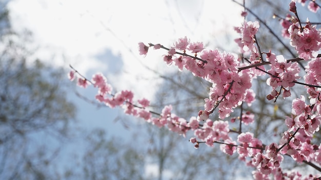 Fleur de prune sur les branches d&#39;arbre sur le prunier