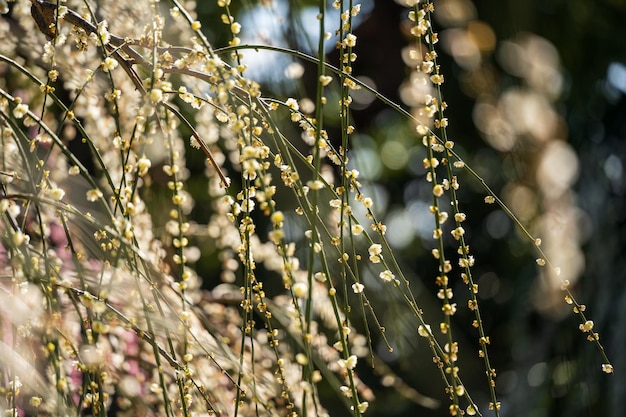 Photo la fleur de prune pleure au printemps dans le jardin en gros plan des pétales de fleurs roses avec un fond bokeh