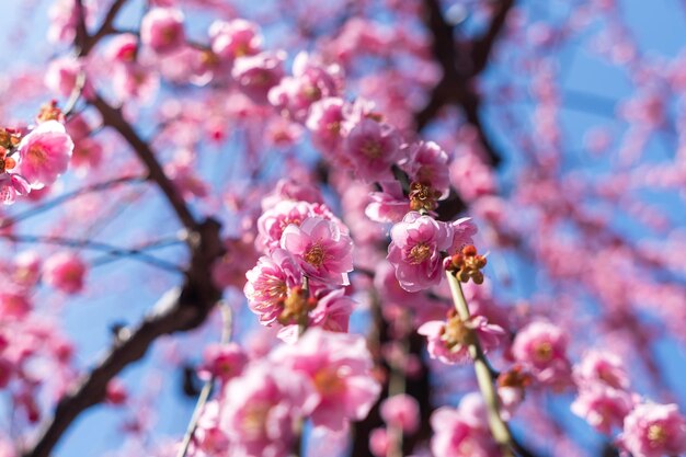 Photo la fleur de prune pleure au printemps dans le jardin en gros plan des pétales de fleurs roses avec un fond bokeh