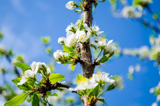 Fleur de prunier au printemps