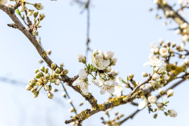 Fleur de prunier de cerisier au fond de ciel