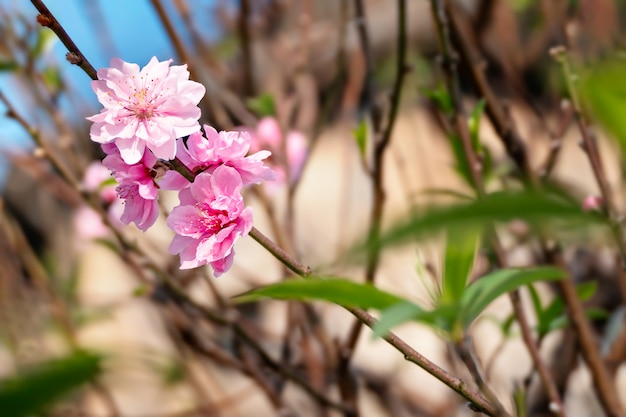 Fleur de prunier rose