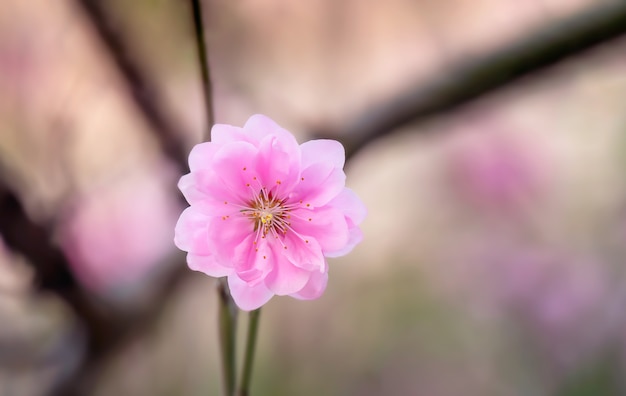 Fleur de prunier rose