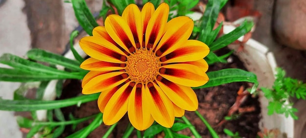 Une fleur qui a un centre jaune et un centre rouge.