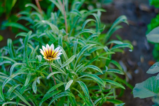 Une fleur qui est dans un jardin