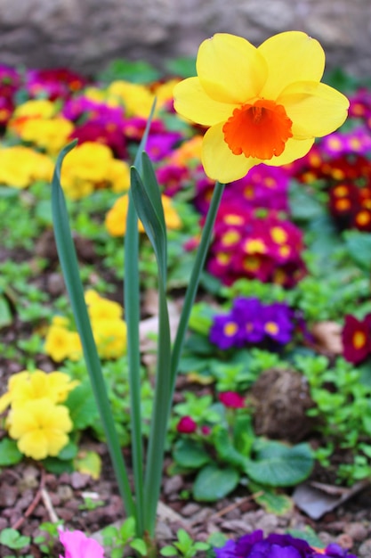 Une fleur qui est à l'extérieur avec une fleur rouge et orange