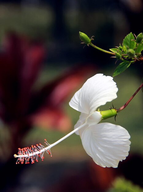 une fleur qui est à l'extérieur avec le mot " hibiscus " sur elle