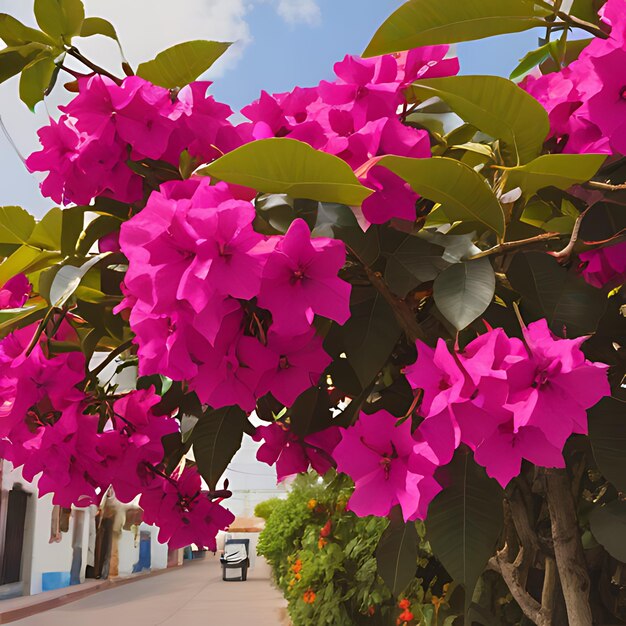 Photo une fleur qui est à l'extérieur avec un signe qui dit bougainvillea