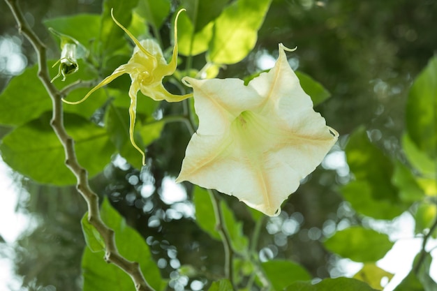 Photo une fleur qui a la forme d'une fleur